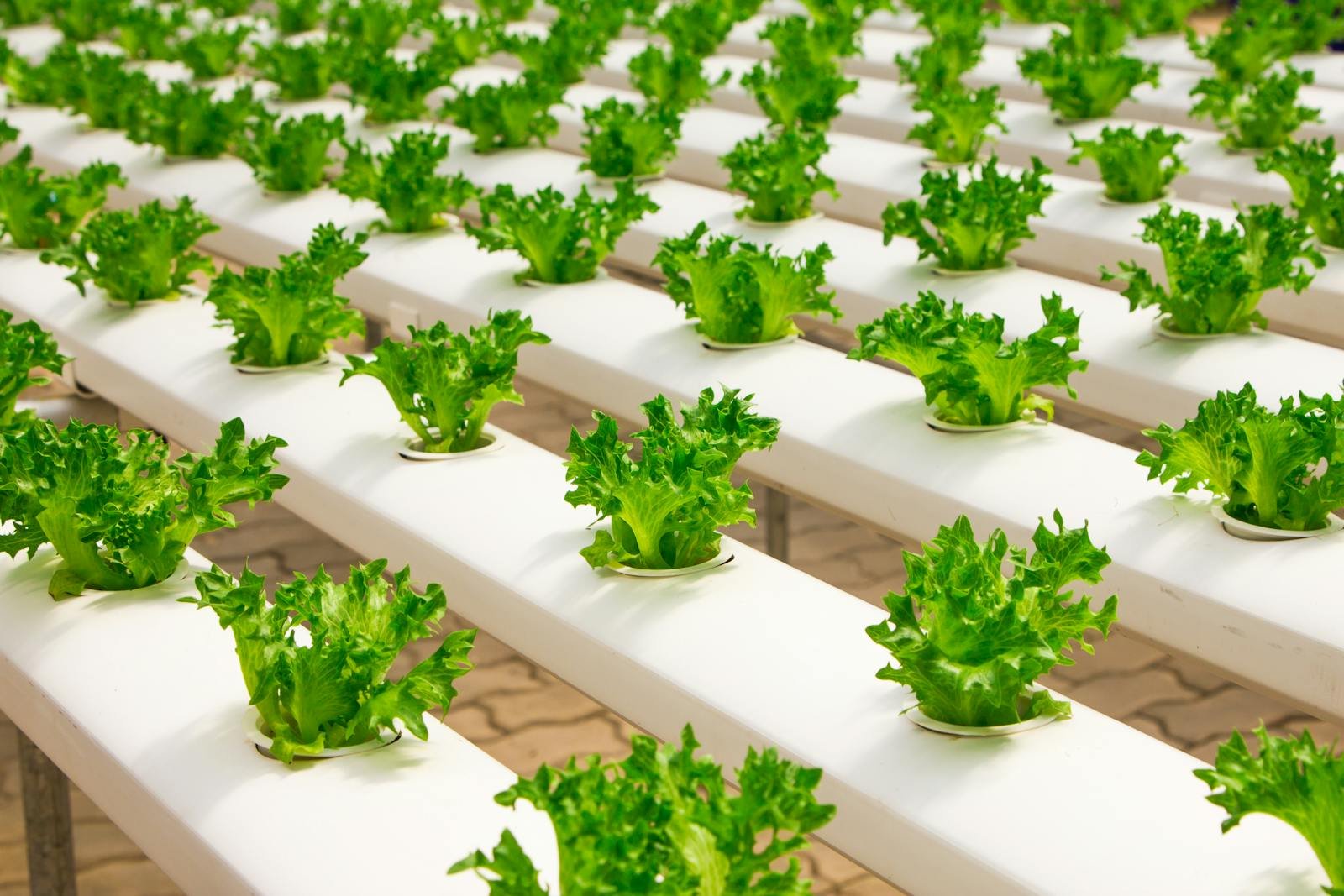 Hydroponic Farming Business