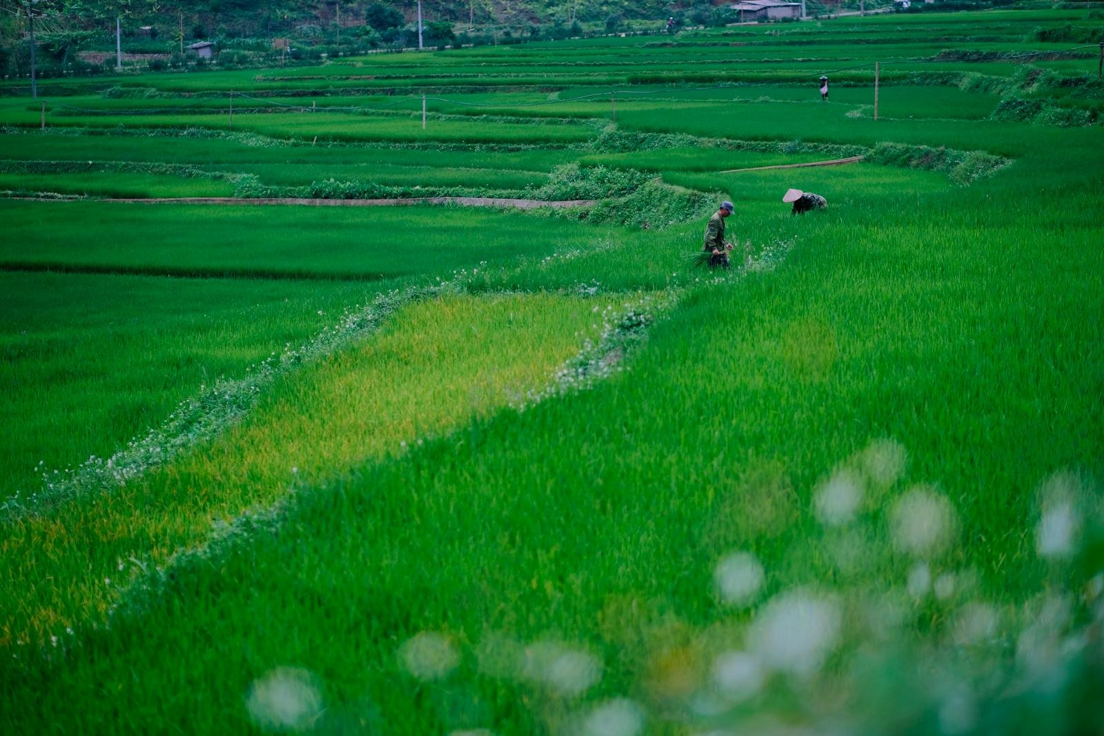 Traditional Farming Business